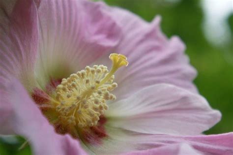 芙蓉 毒性|芙蓉（锦葵科木槿属植物）